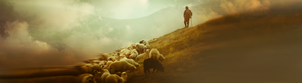 Over 1,500 sheep destroyed as sheep pox spreads in northern Macedonia